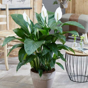 Spathiphyllum Wallisii Seeds for Planting