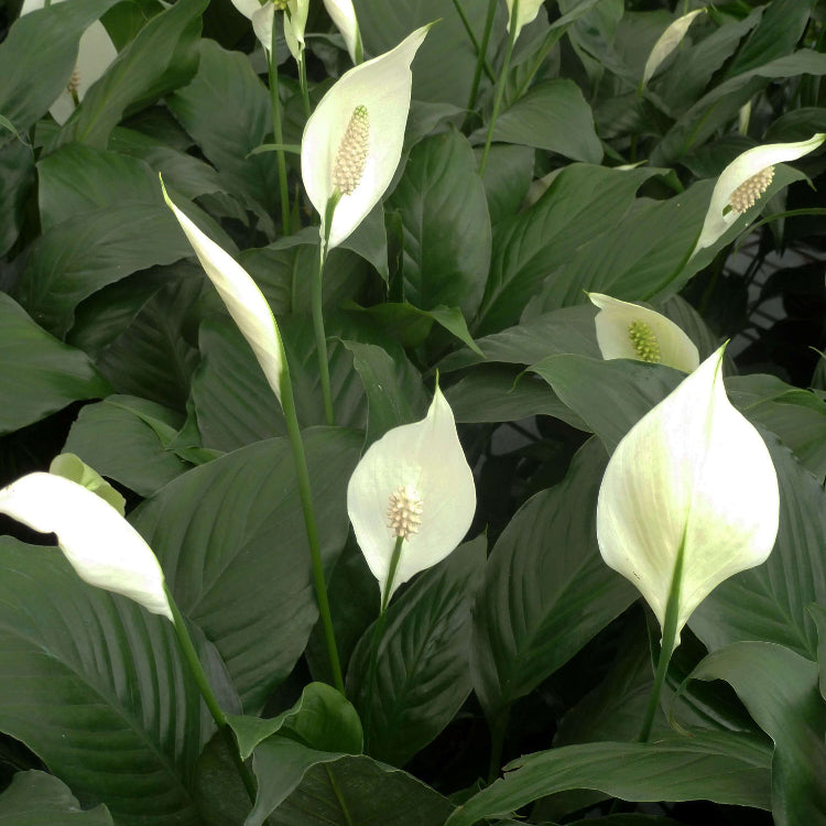 Spathiphyllum Wallisii Seeds for Planting
