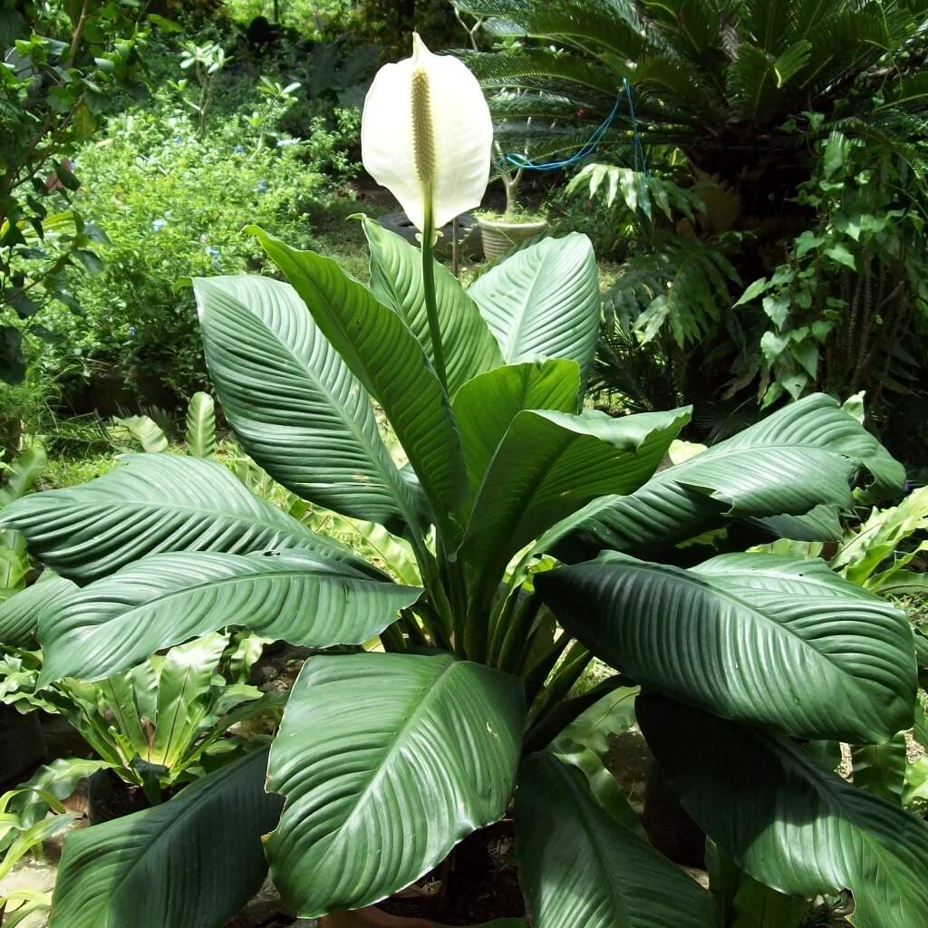 Spathiphyllum Wallisii Seeds for Planting