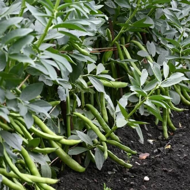 Speckled Tepary Beans Seeds - Vegetable Plant