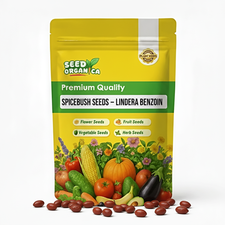 Spicebush Seeds – Lindera Benzoin