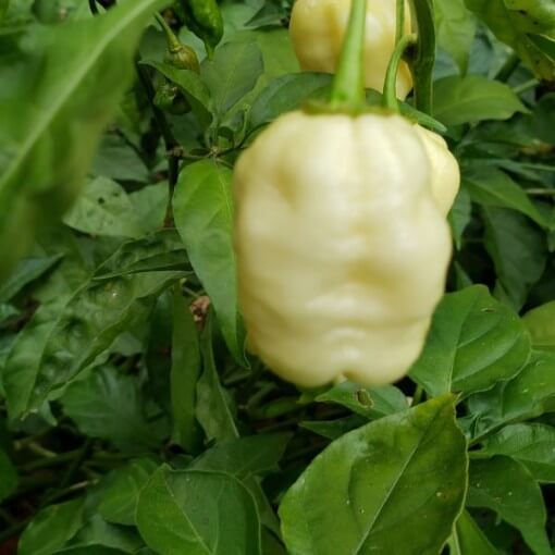 Spicy Pepper Seeds