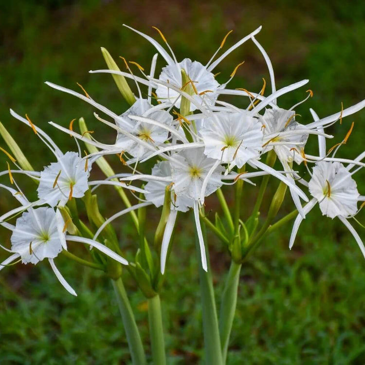 Spider Lily Seeds - Flower Plant For Home Gardens