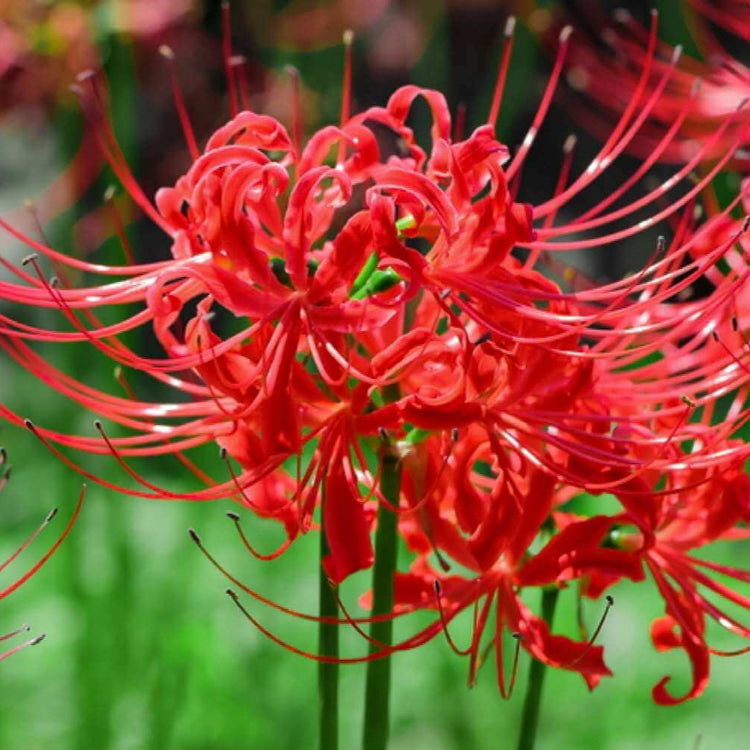 Spider Lily Seeds - Flower Plant For Home Gardens