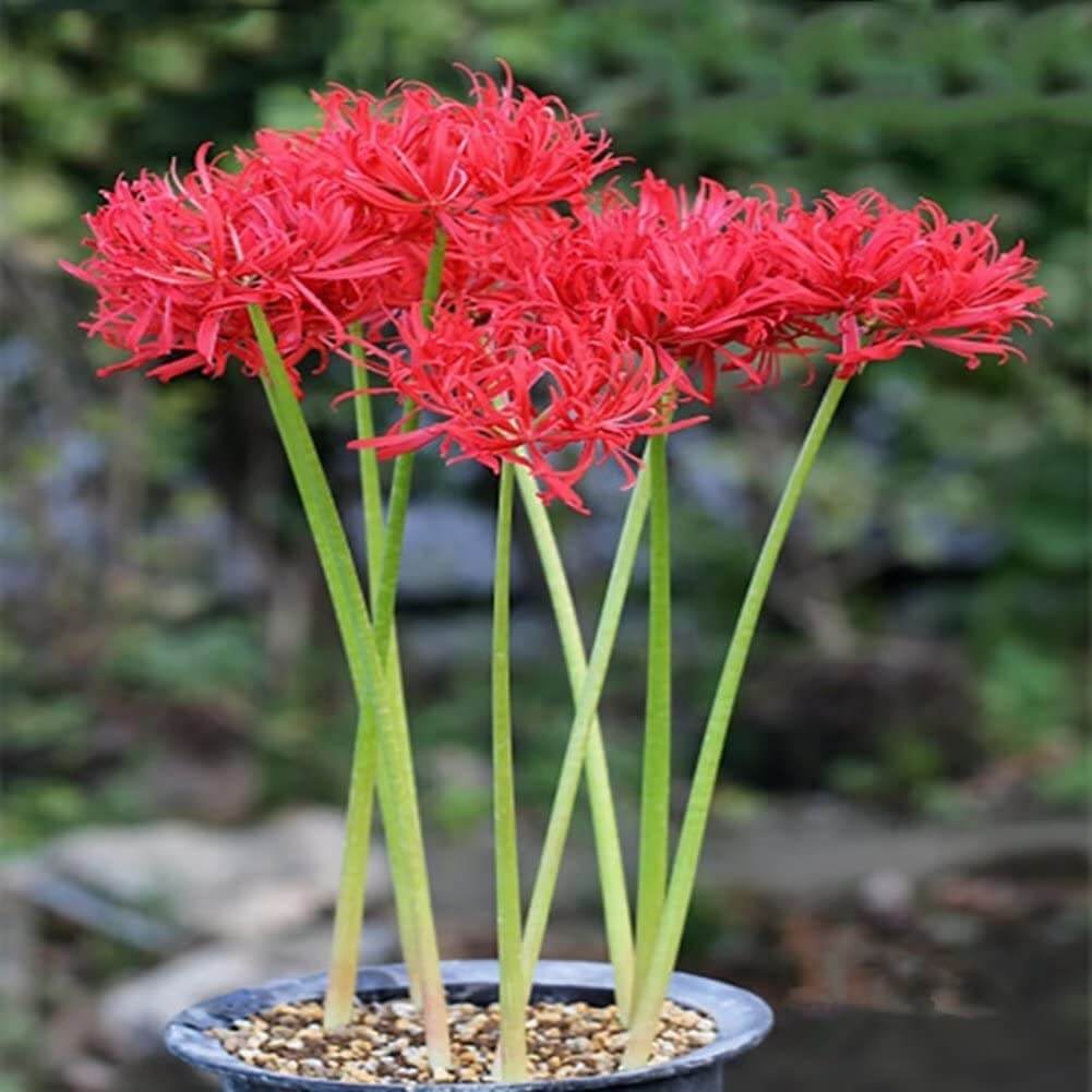 Spider Lily Seeds - Flower Plant For Home Gardens