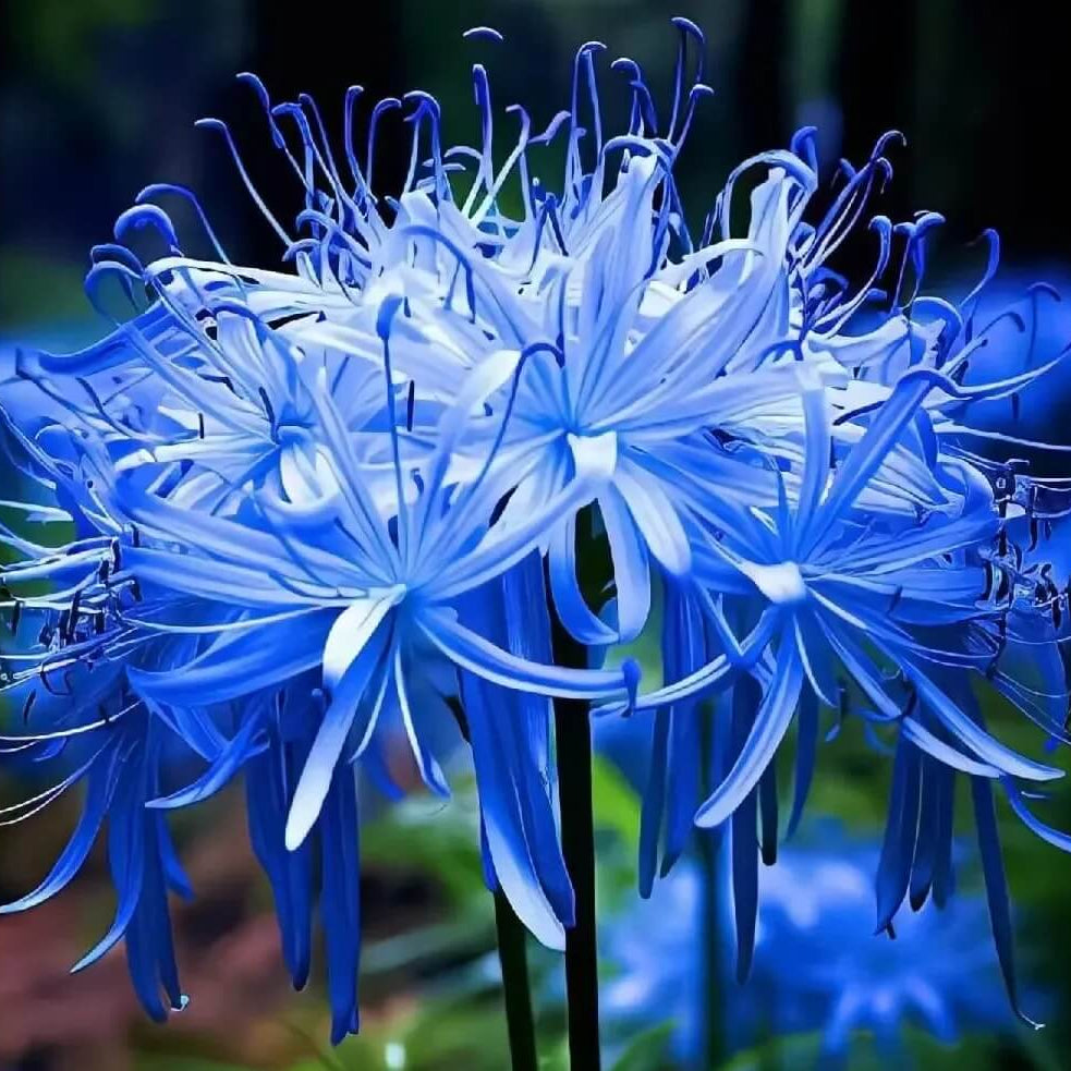 Spider Lily Seeds - Flower Plant For Home Gardens