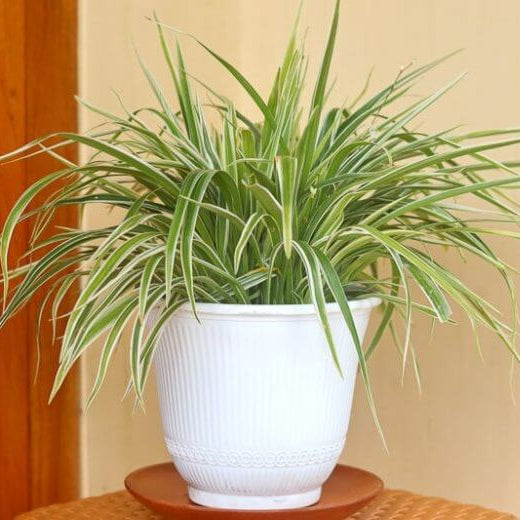 Spider Plant Seeds