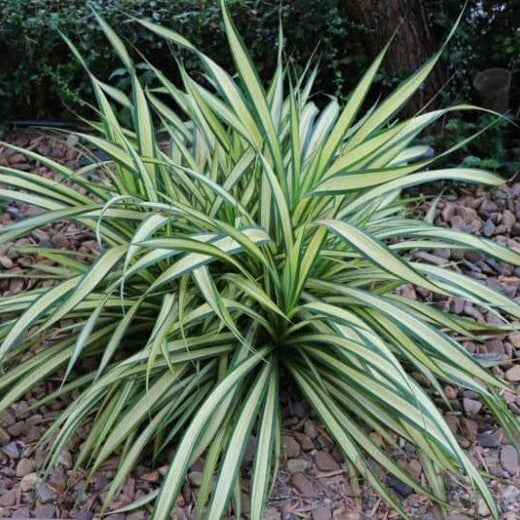 Spider Plant Seeds