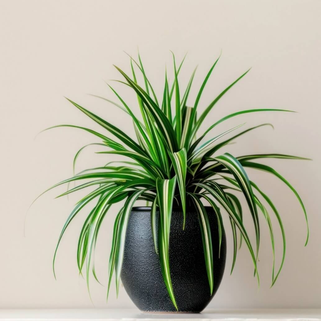 Spider Plant Seeds