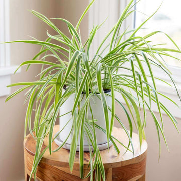Spider Plant Seeds