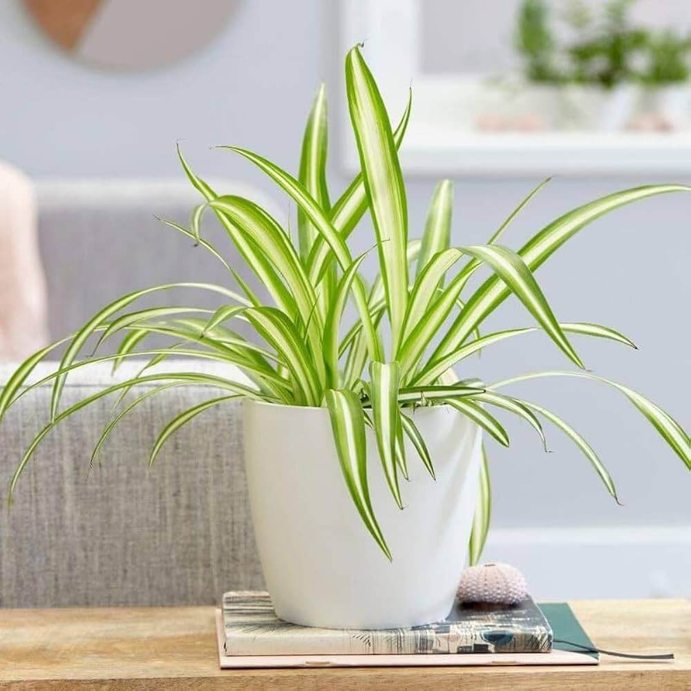 Spider Plant Seeds for Planting