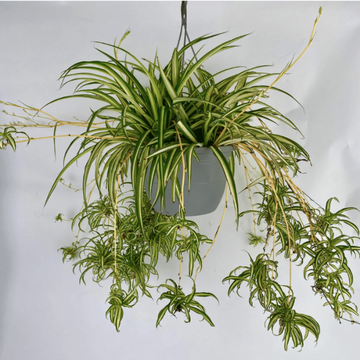 Spider Plant Seeds for Planting