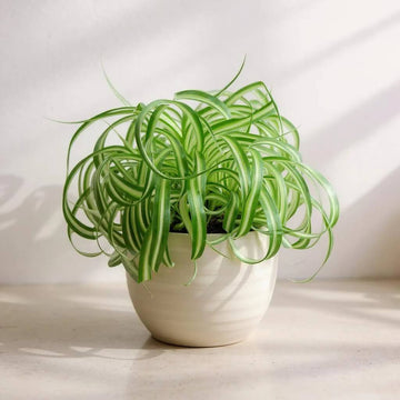 Spider Plant Seeds for Planting