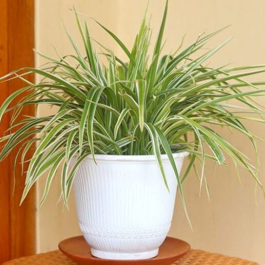 Spider Plant Seeds for Planting