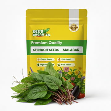 Spinach Seeds – Malabar