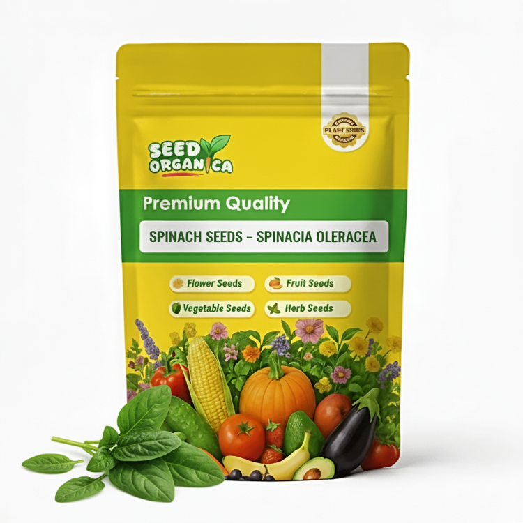 Spinach Seeds – Spinacia Oleracea
