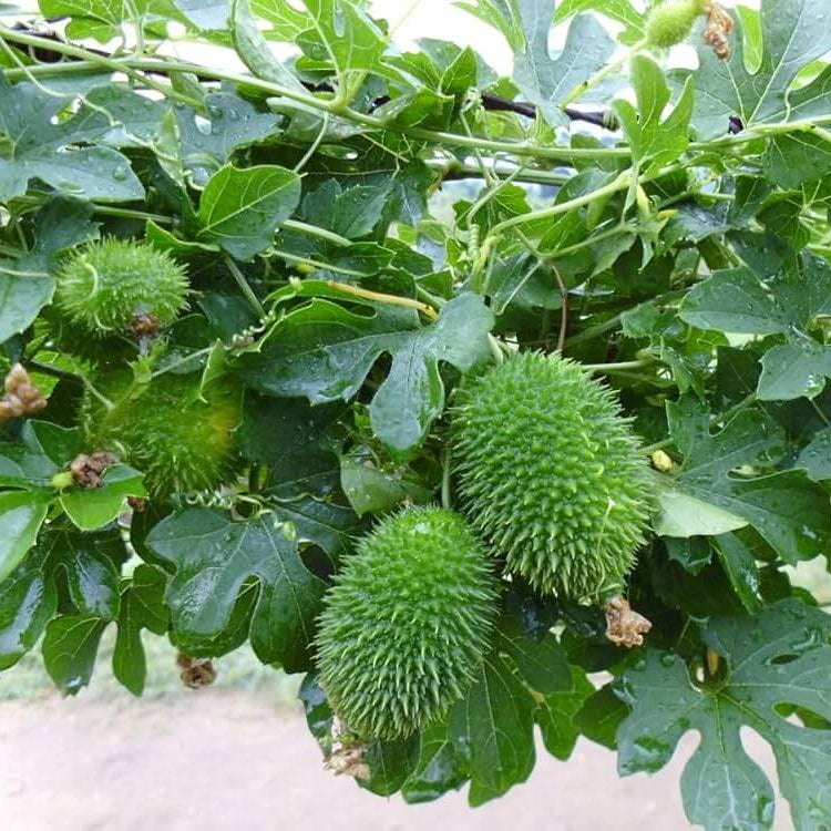 Spine Gourd Seeds