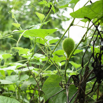Spine Gourd Seeds