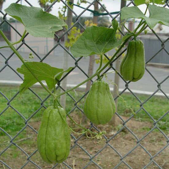 Spiny Chayote Seeds - Vegetable Plant