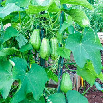 Spiny Chayote Seeds - Vegetable Plant