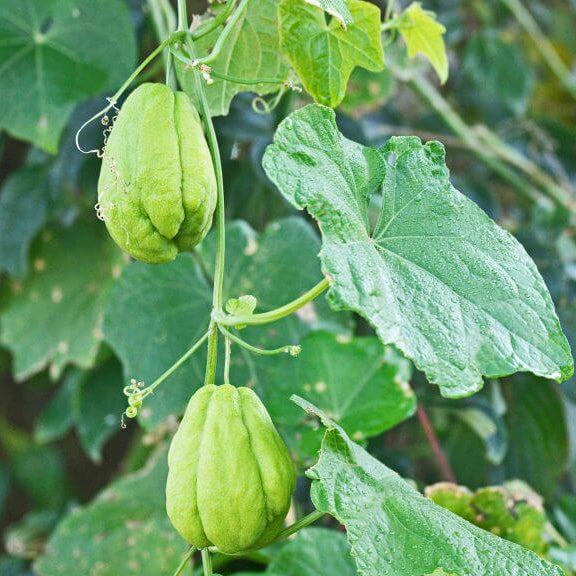 Spiny Chayote Seeds - Vegetable Plant