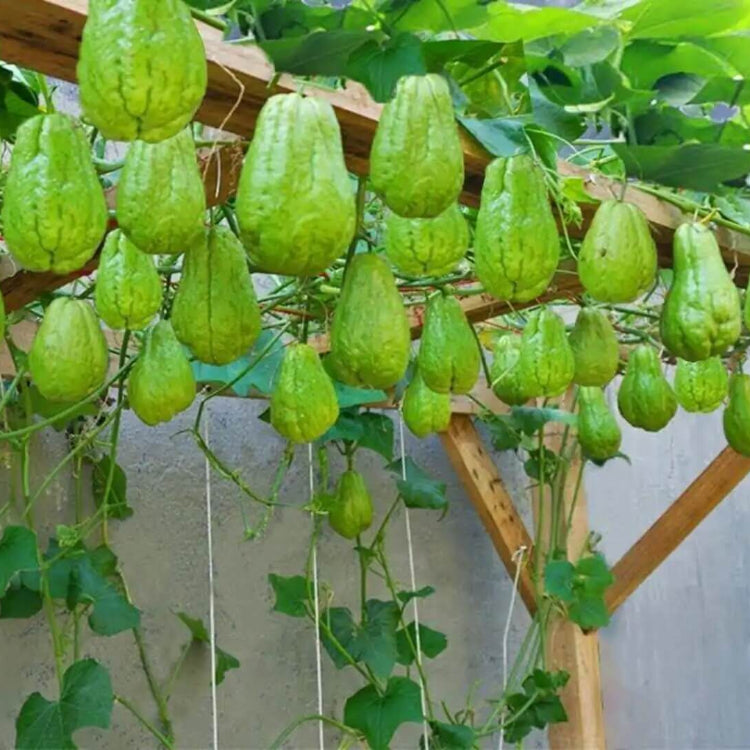 Spiny Chayote Seeds - Vegetable Plant