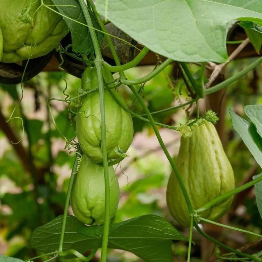 Spiny Chayote Seeds - Vegetable Plant