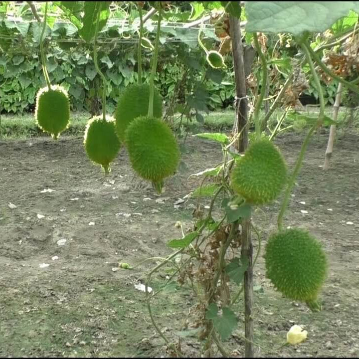 Spiny Gourd Seeds