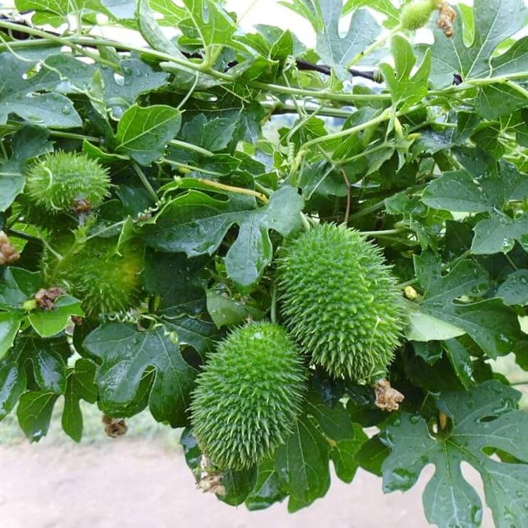 Spiny Gourd Seeds