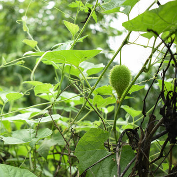 Spiny Gourd Seeds