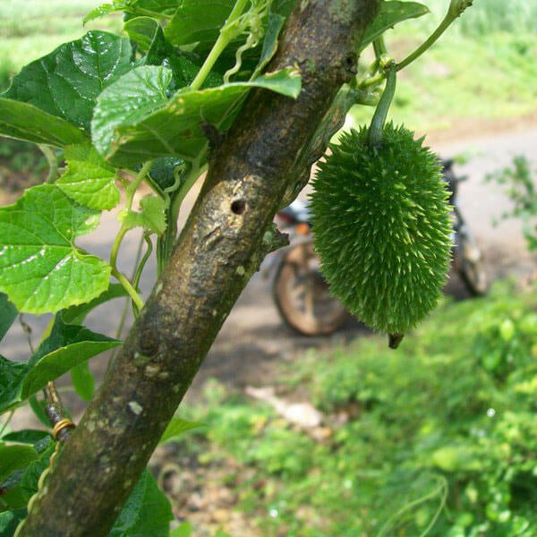 Spiny Gourd Seeds for Planting