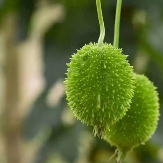 Spiny Gourd Seeds for Planting