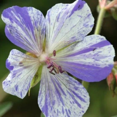 Splish Splash Geranium Seeds
