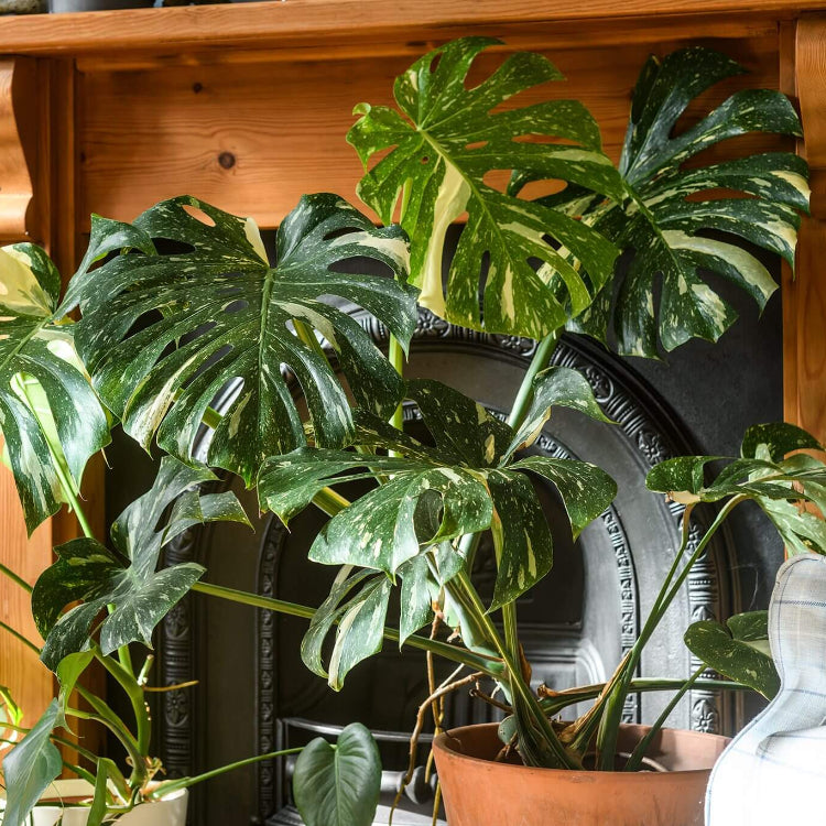 Split Leaf Indoor Plant Seeds