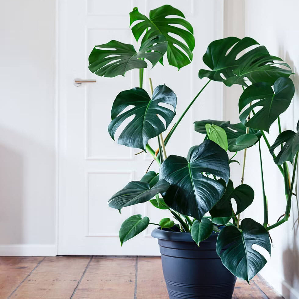 Split Leaf Indoor Plant Seeds