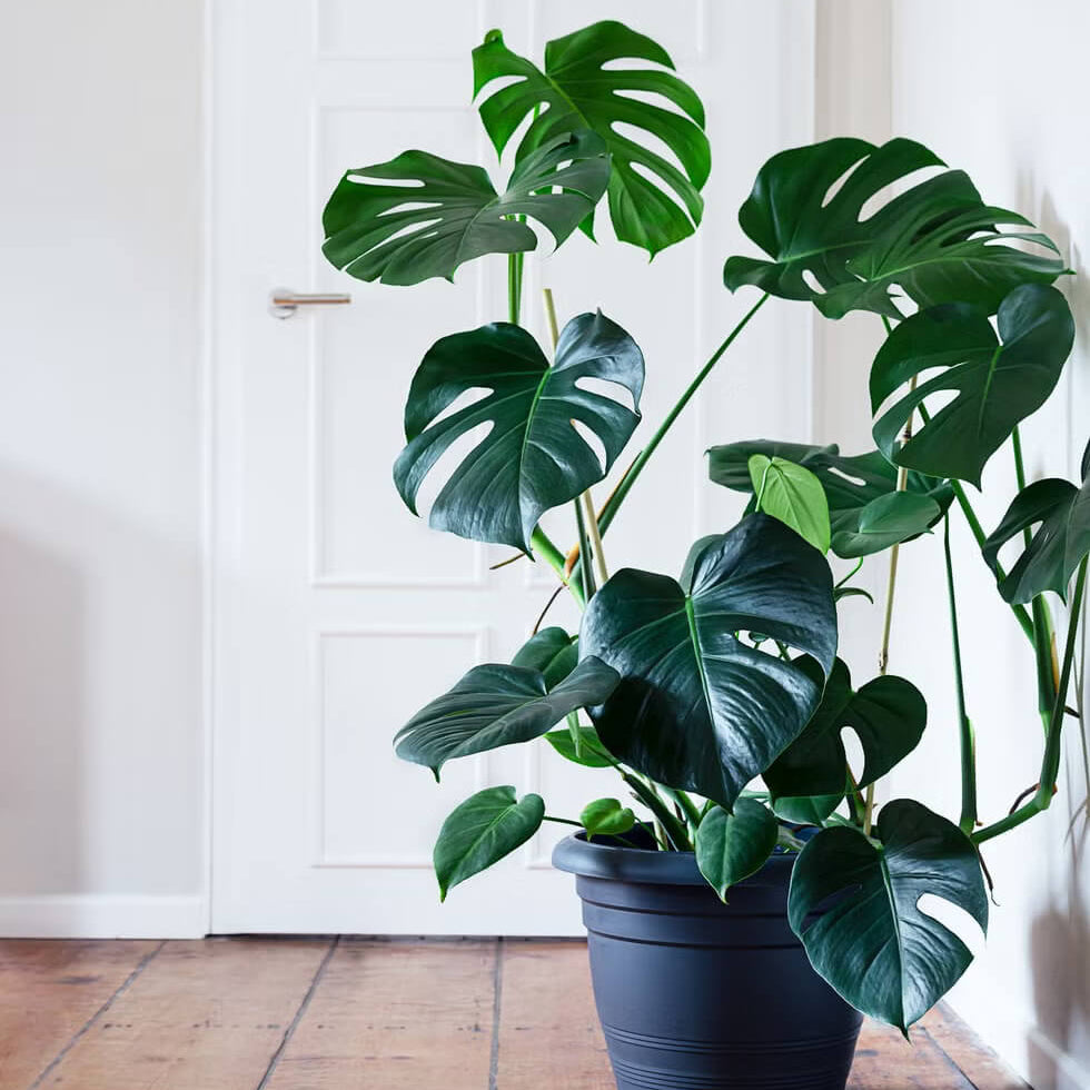 Split Leaf Monstera Seeds