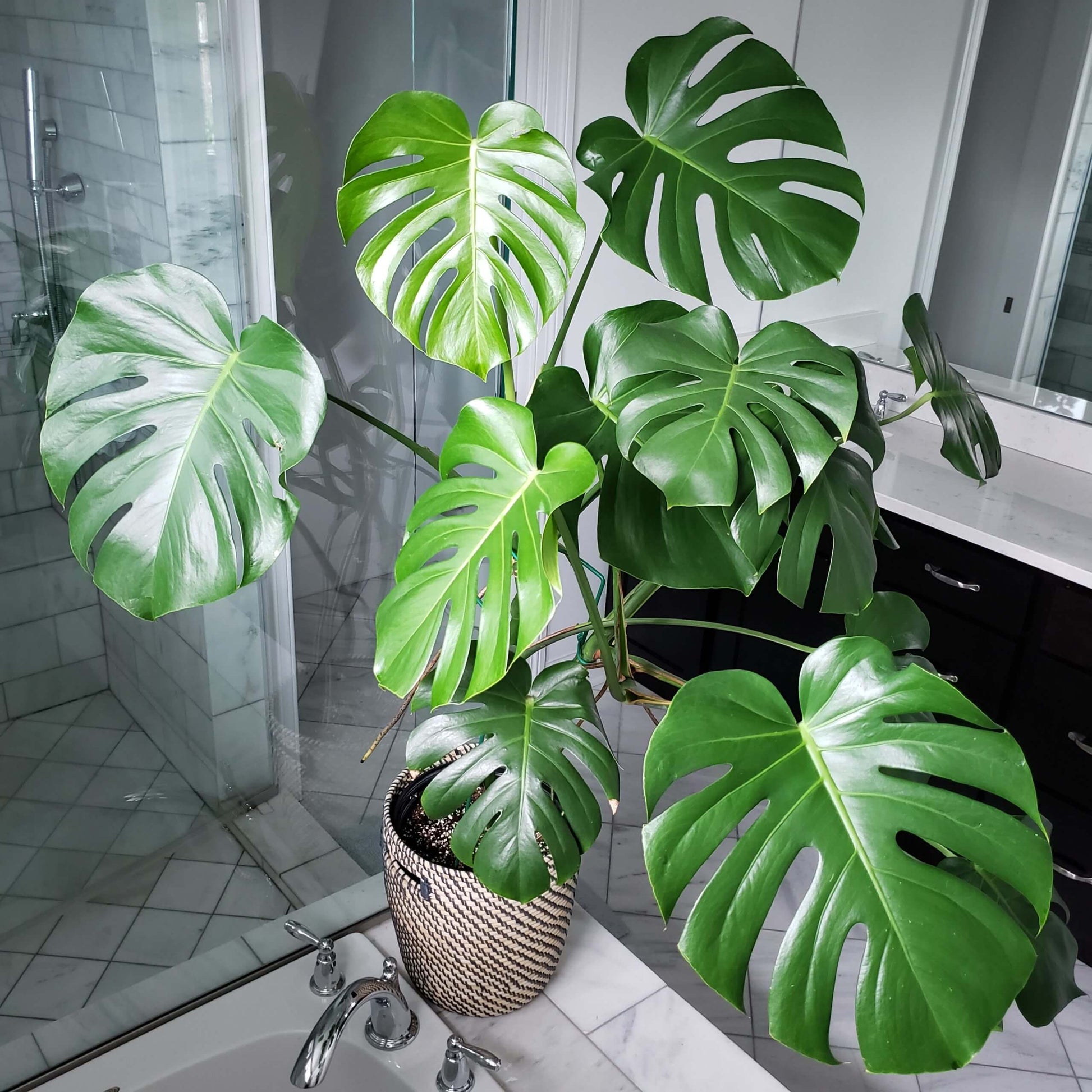 Split Leaf Monstera Seeds