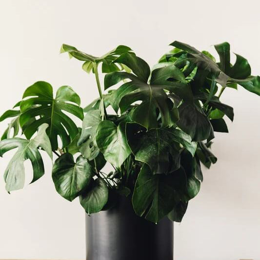 Split Leaf Monstera Seeds