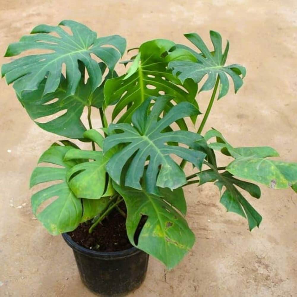 Split Leaf Philodendron Seeds