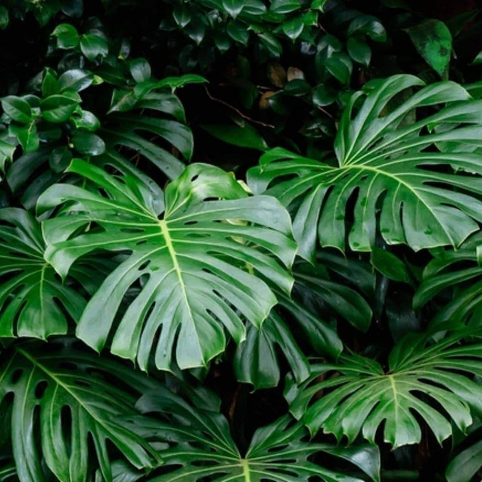 Split Leaf Philodendron Seeds
