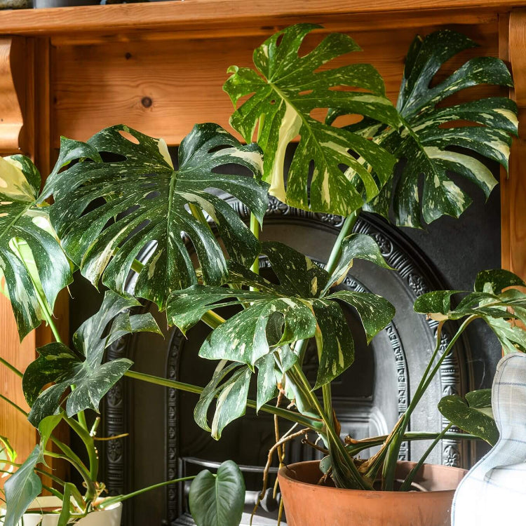 Split Leaf Philodendron Seeds