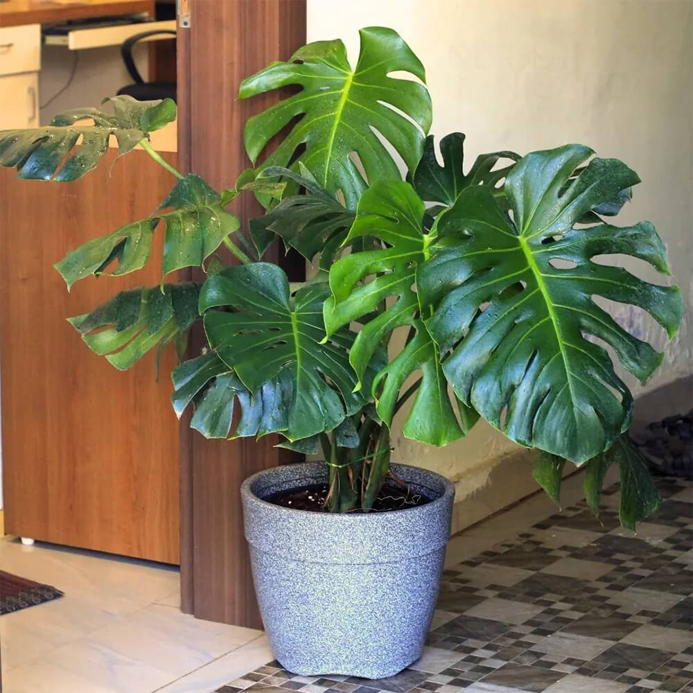 Split Leaf Philodendron Seeds