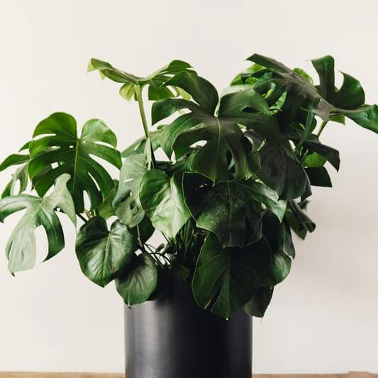 Split Leaf Philodendron Seeds