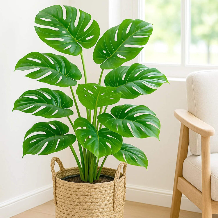 Split Leaf Philodendron Seeds
