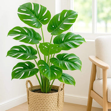 Split Leaf Philodendron Seeds