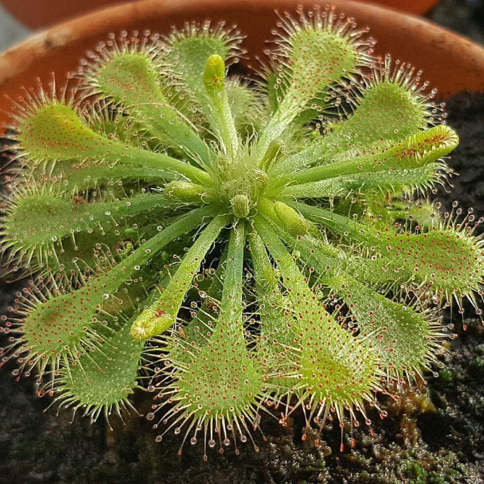 Spoon-Leaf Sundew Seeds