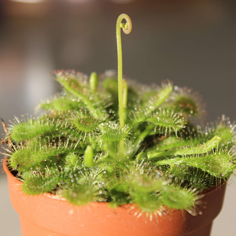 Spoon-Leaf Sundew Seeds