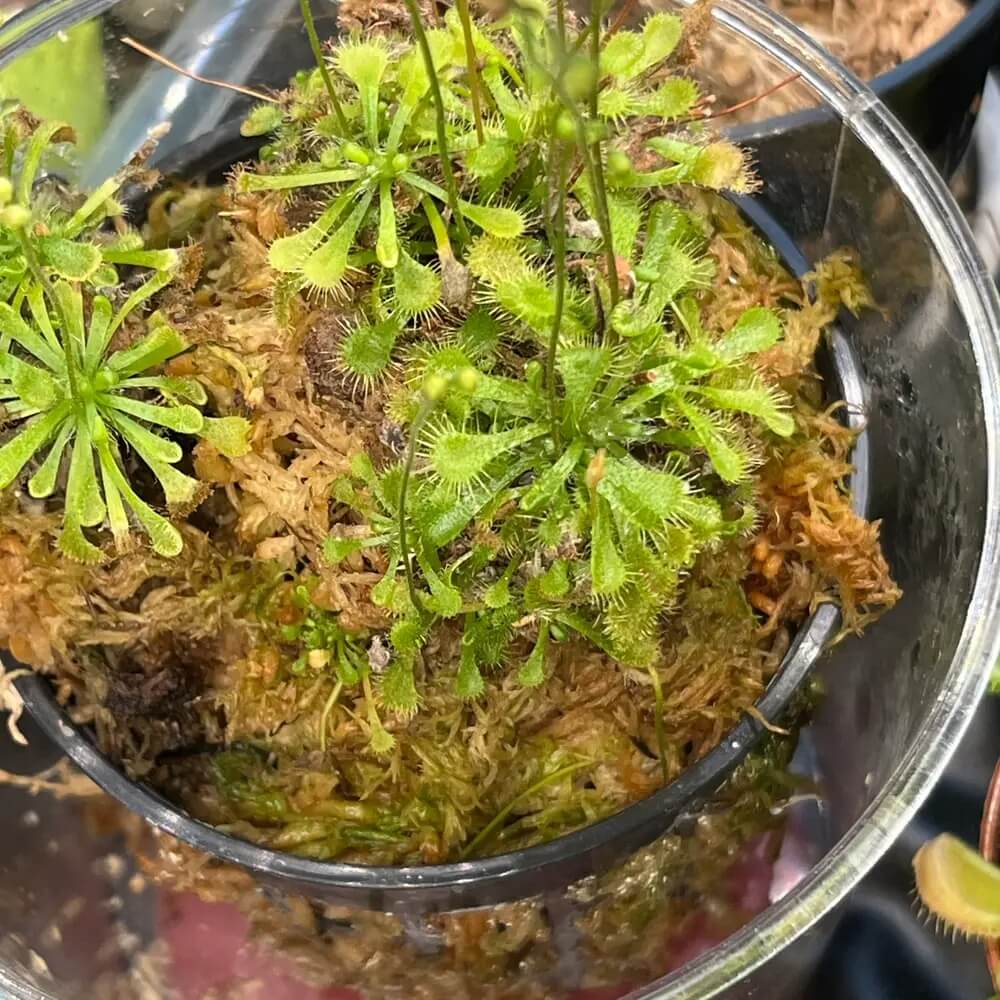 Spoon-Leaf Sundew Seeds