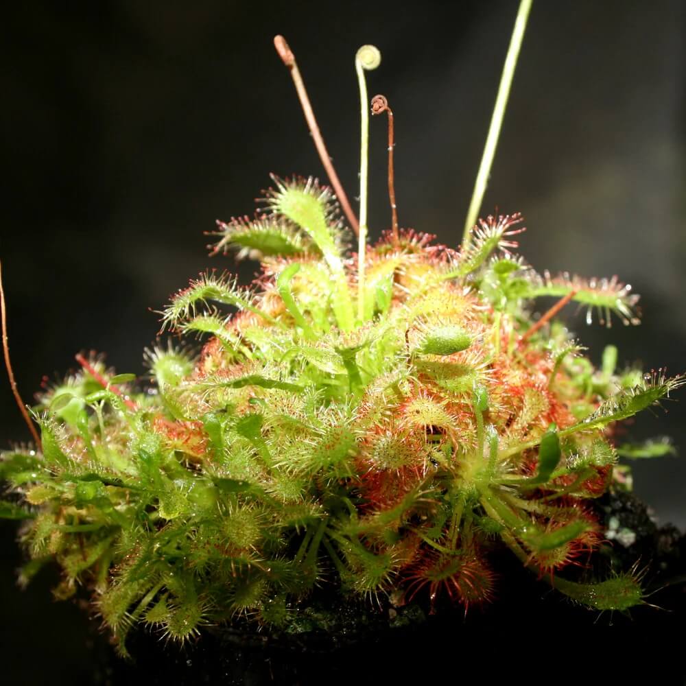 Spoon-Leaf Sundew Seeds
