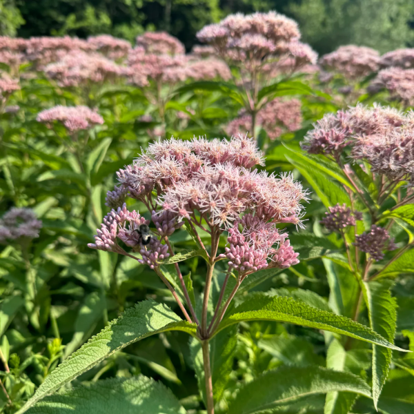 Spotted Joe-Pye Seeds